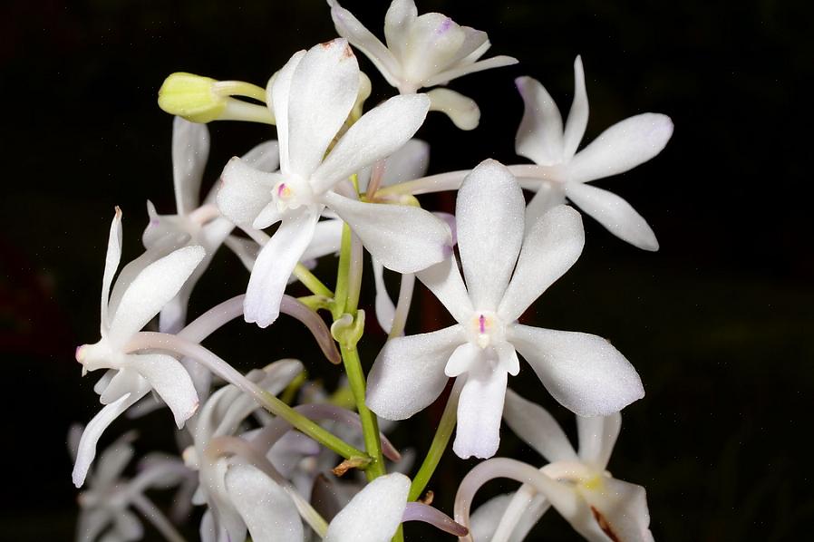 Les structures florales vertigineuses des plantes Rhynchostylis s'avéreront un excellent ajout à toute