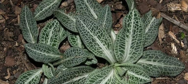 Goodyera contient des plantes d'une vraie beauté