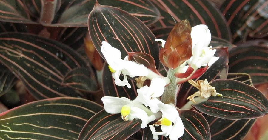 Ces plantes sont un excellent ajout à toute collection d'orchidées tropicales