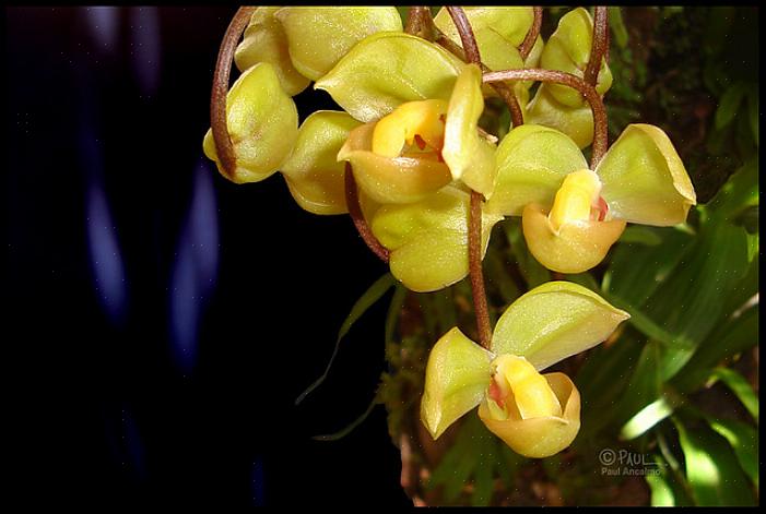 Les plantes Gongora récompenseront les jardiniers d'orchidées tropicales expérimentées avec des fleurs