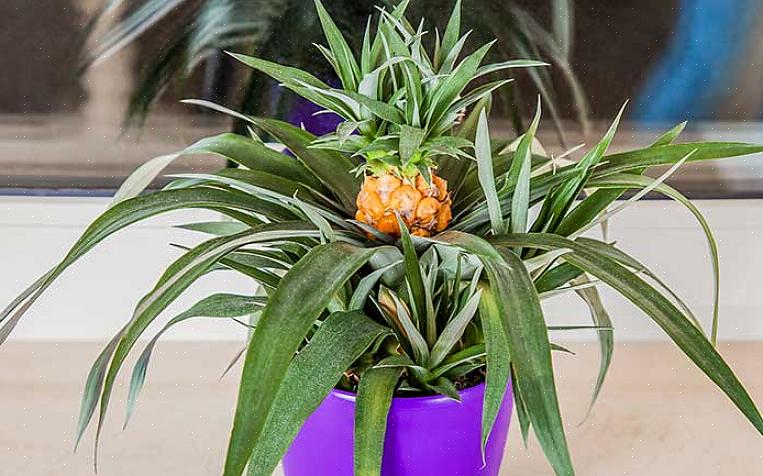 Un ananas nouvellement enraciné poussera de longues feuilles à lanières