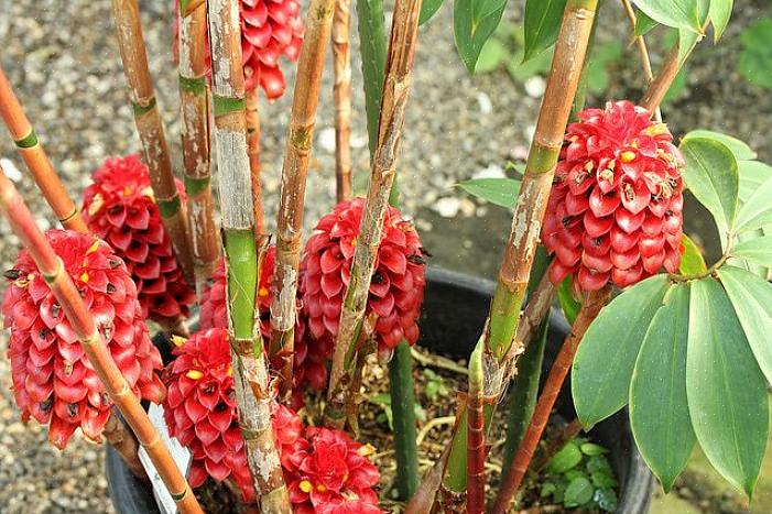 Tout comme les nombreuses plantes de gingembre ont besoin d'une humidité constante