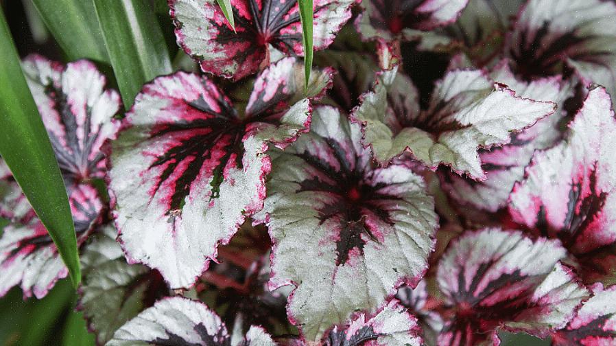 Begonia rex est l'une des plantes les plus belles