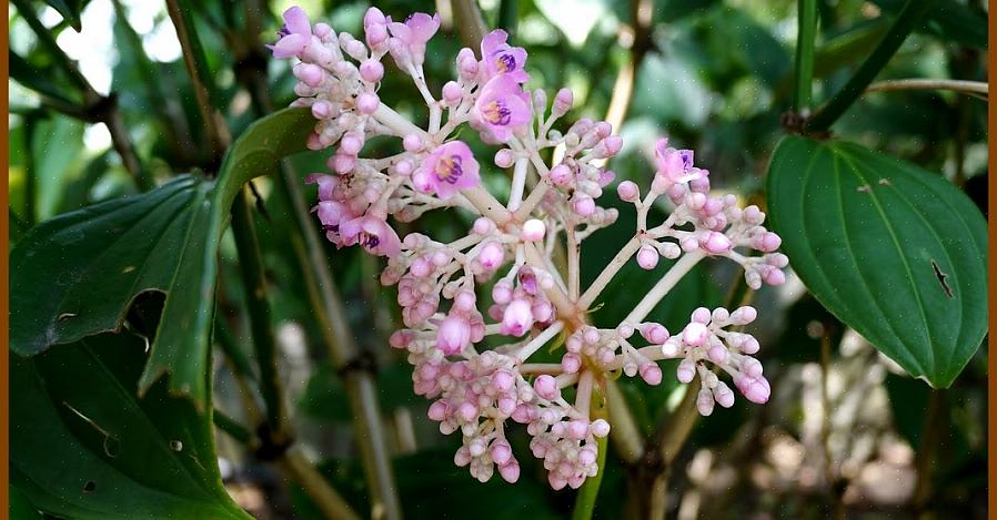 Les plantes de Medinilla peuvent être épiphytes dans la forêt tropicale