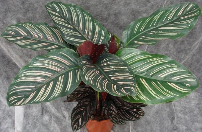 Mais une Calathea bien cultivée en vaut la peine