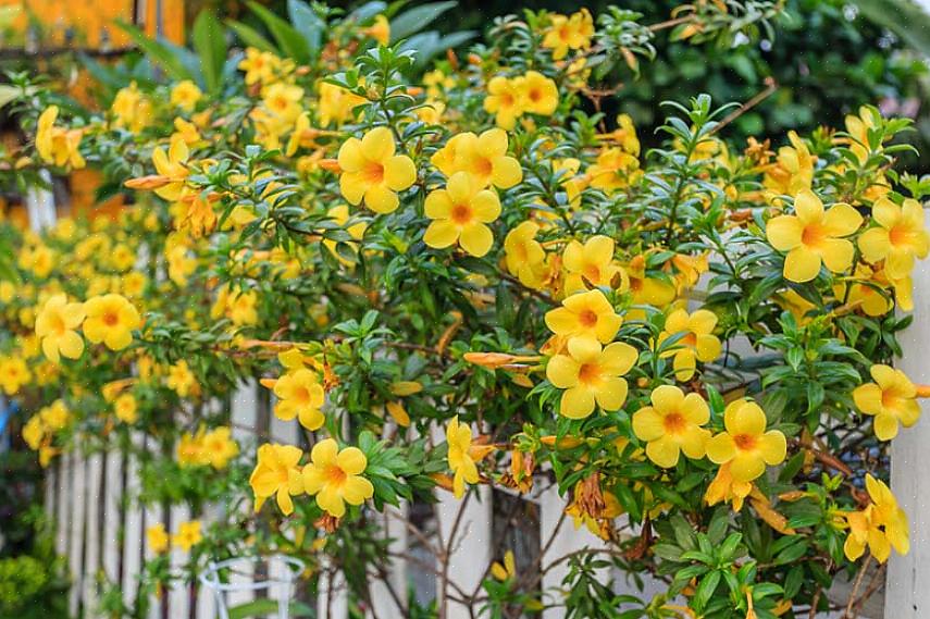 La période la plus dangereuse pour la culture d'Allamanda est l'hiver où même les maisons chaudes