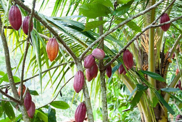 Les graines sont broyées en poudre de cacao