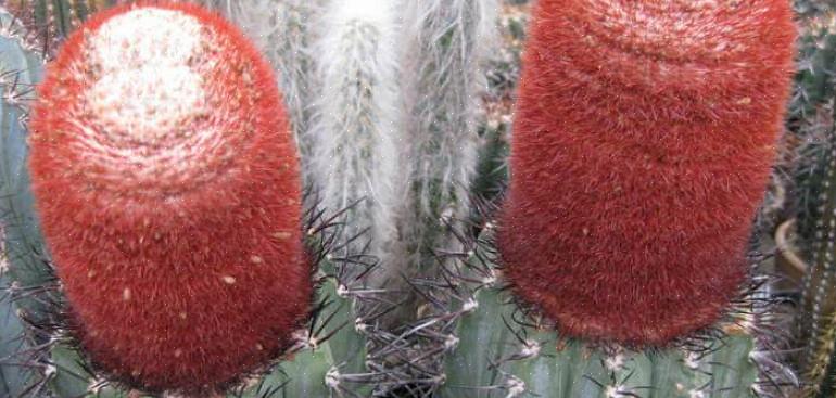 Melocactus est un genre de cactus particulièrement intéressants d'un point de vue esthétique