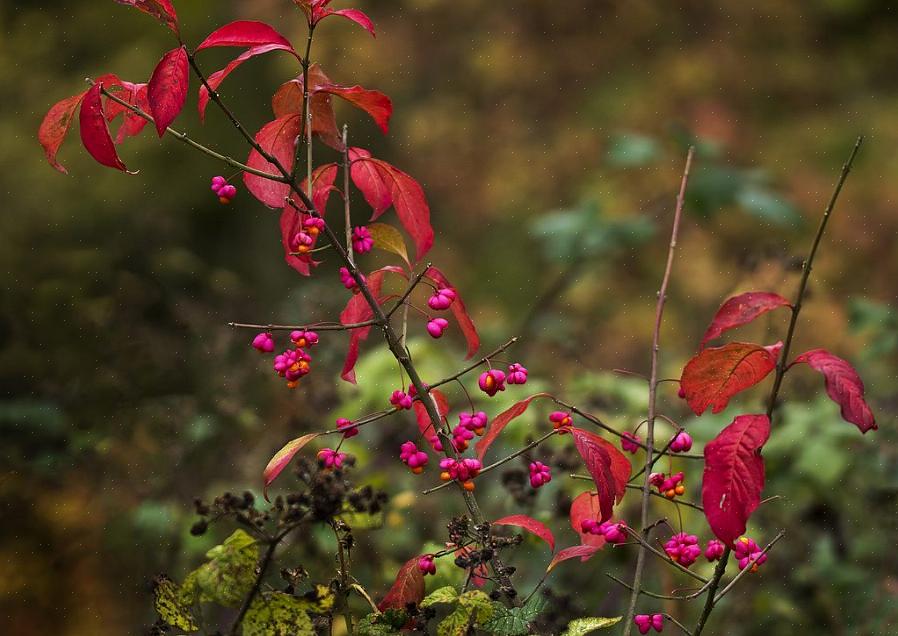 Notamment l'euonymus européen