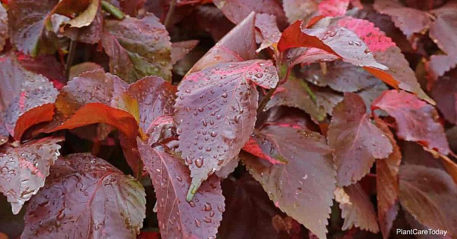 Acalypha comme un approvisionnement régulier en eau