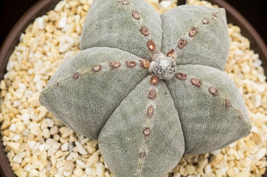 Cela peut prendre des années pour nourrir un Astrophytum à ce niveau