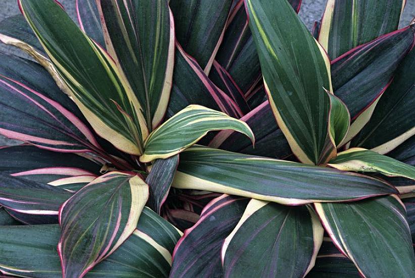 Mais font également d'excellentes plantes d'intérieur