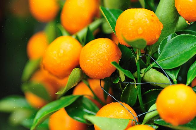 Cultiver des arbres fruitiers dans des conteneurs est étonnamment facile