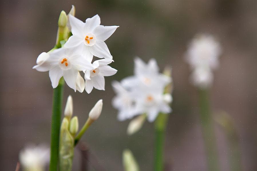 Nous aimons faire pousser des narcisses en papier blanc dans un grand pot ou un vase