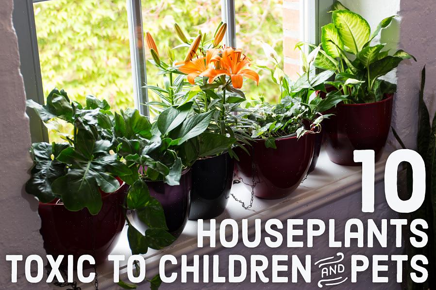 Voici quelques plantes toxiques à garder à l'écart de vos enfants