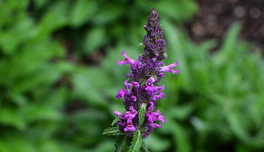 La bétony (Stachys officinalis) est une plante herbacée vivace résistante à la zone de rusticité