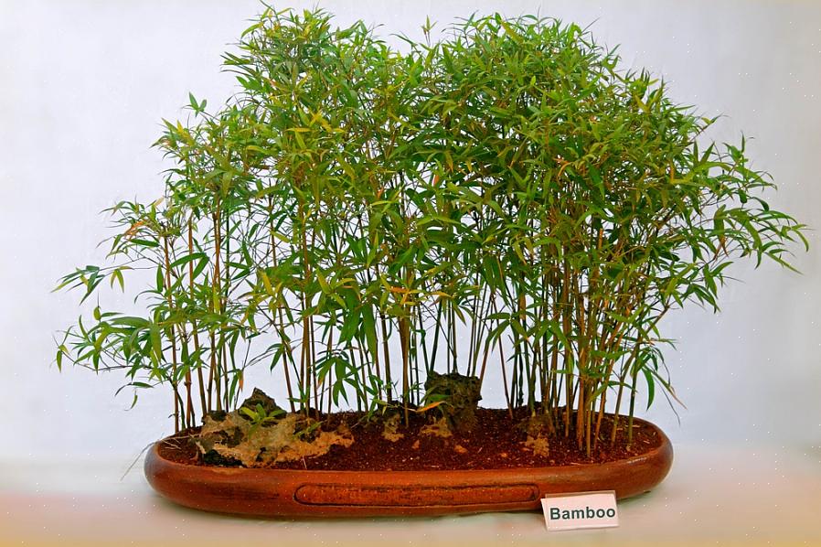 En termes de conditions de croissance du bambou