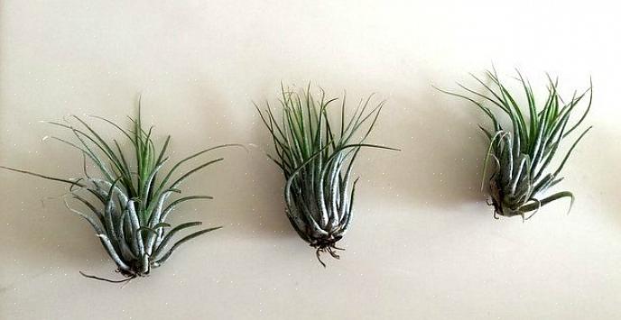 Toutes les tillandsia sont des plantes aériennes naturellement épiphytes qui poussent en s'accrochant