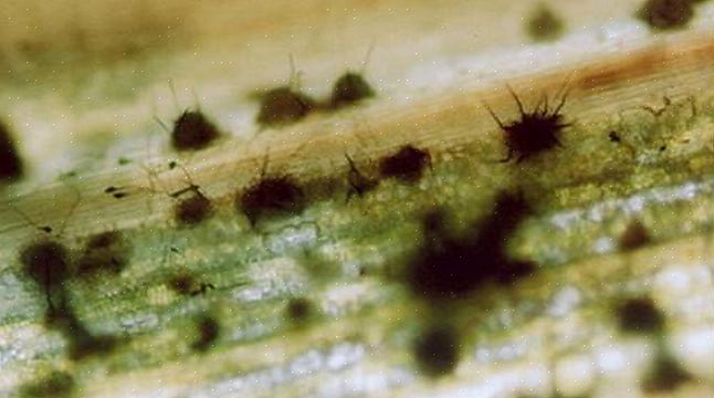 L'anthracnose peut affecter les bourgeons d'un arbre au début de la saison avant qu'il n'ait poussé