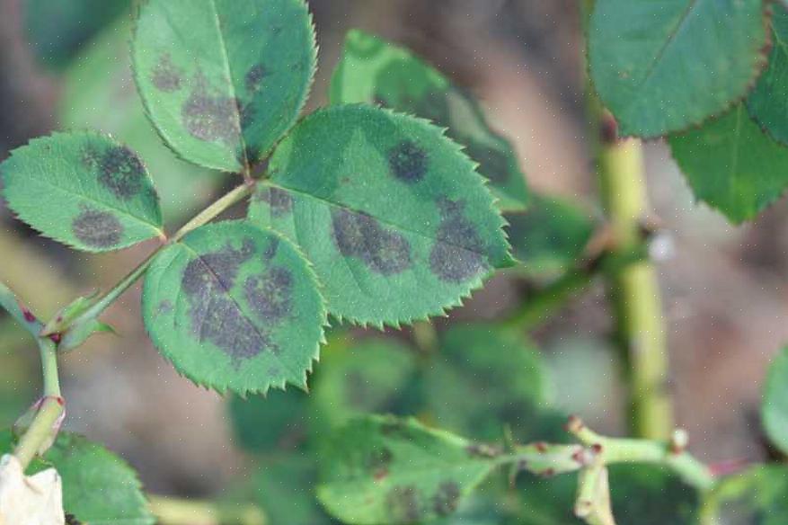 Nous espérons que la brise soufflera les spores de taches noires nouvellement germées loin de vos roses