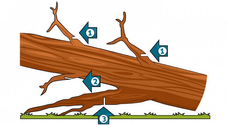 Les coupes sautées permettent à la branche élaguée de sauter à la fois de l'arbre