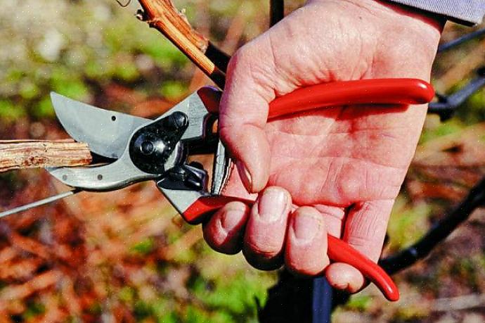 Perfectionnez l'emplacement de coupe pour les sécateurs à contournement