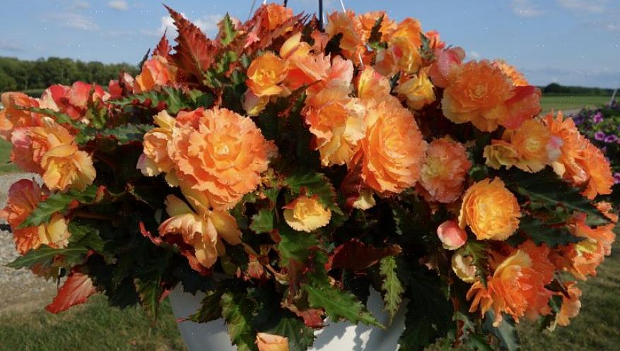 Ces types de bégonias ont des fleurs insignifiantes