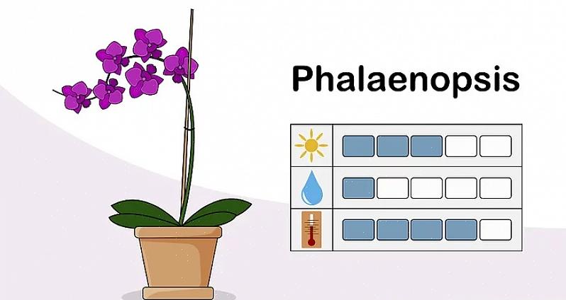 Constitue un bon amendement au terreau pour les orchidées qui n'aiment pas que leurs racines