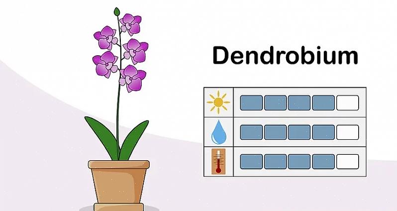 Les jardiniers novices en culture d'orchidées se rendent vite compte que les orchidées saines ne poussent