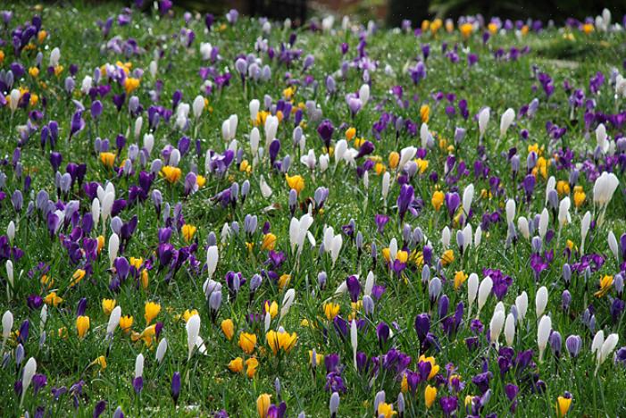 L'une des premières plantes paysagères à fleurir dans un jardin nordique est le buisson d'hamamélis