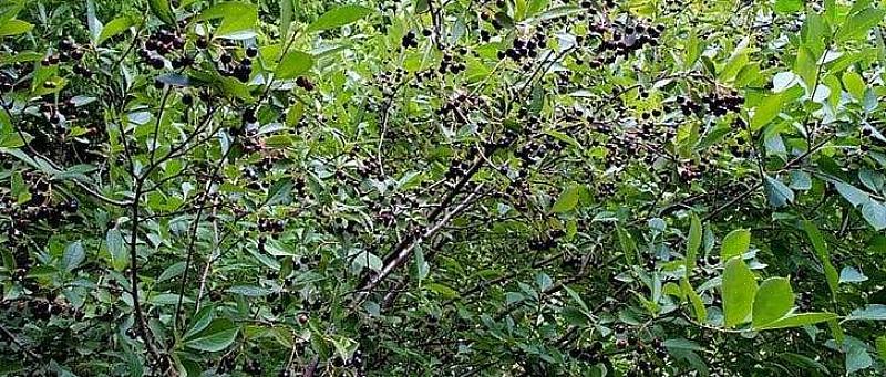 L'aronia noir (Aronia melanocarpa) est un arbuste à feuilles caduques du nord de l'Europe