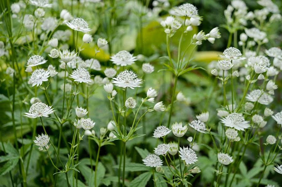 «Spring Green» ou «Purissima» sont de magnifiques démarreurs de printemps