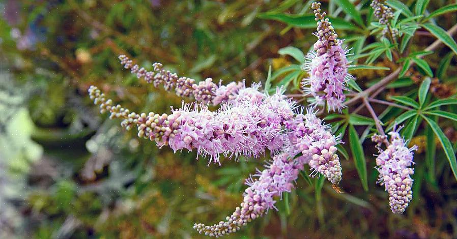 L'arbre chaste (Vitex agnus-castus) est un bel arbuste à feuilles caduques qui porte des grappes de fleurs