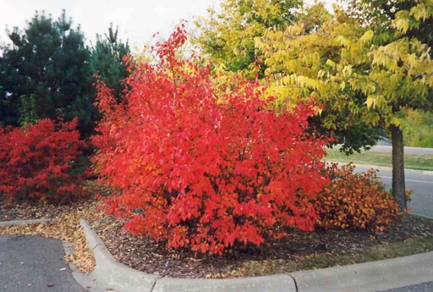 L'aronia rouge (Aronia arbutifolia) est un arbuste à feuilles caduques qui peut égayer votre jardin