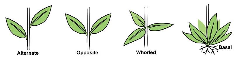 Pourquoi les plantes poussent des feuilles basales