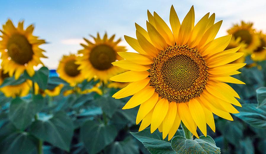 Les Helianthus vivaces fleuriront mieux en plein soleil