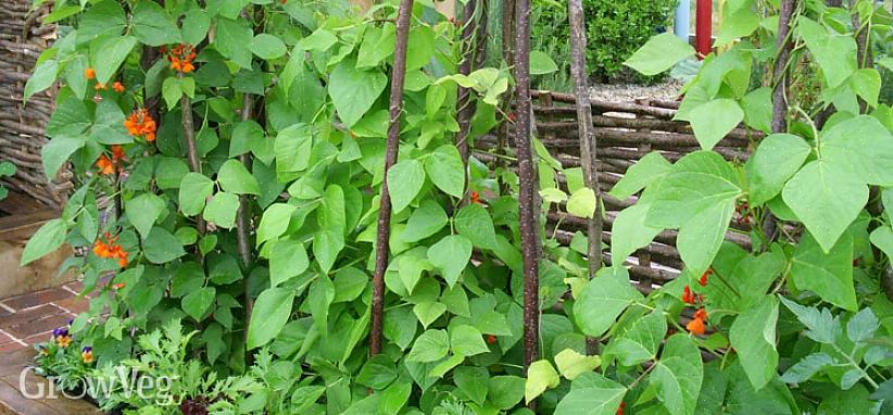 Les haricots d'Espagne sont originaires d'Europe centrale