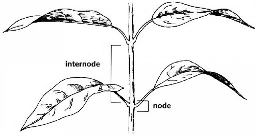 Les nœuds sont les points sur une tige d'où proviennent les bourgeons