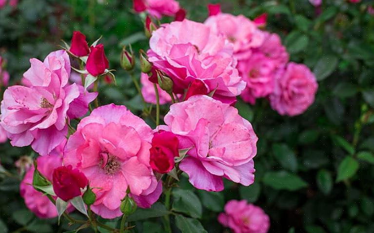 Les roses Floribunda