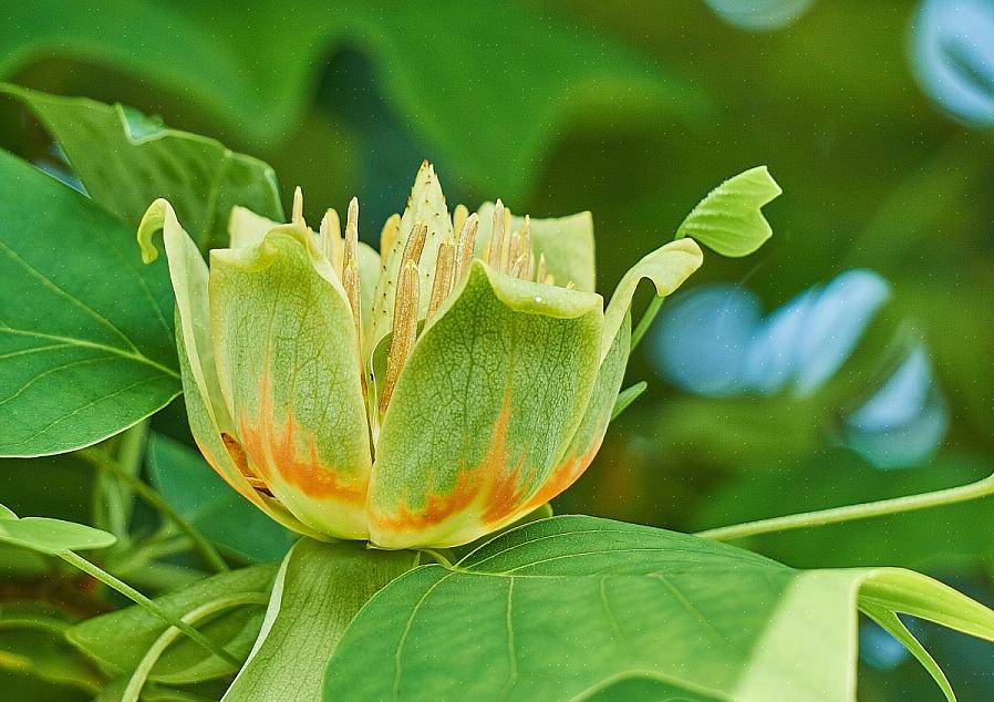 Vous pouvez voir cette espèce appelée tulipier