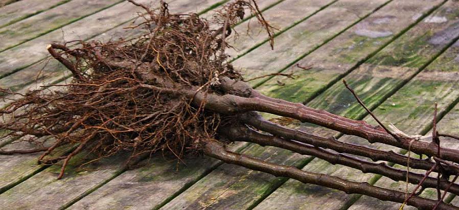 Les plantes à racines nues dans les magasins peuvent rester plus longtemps que celles expédiées par la poste