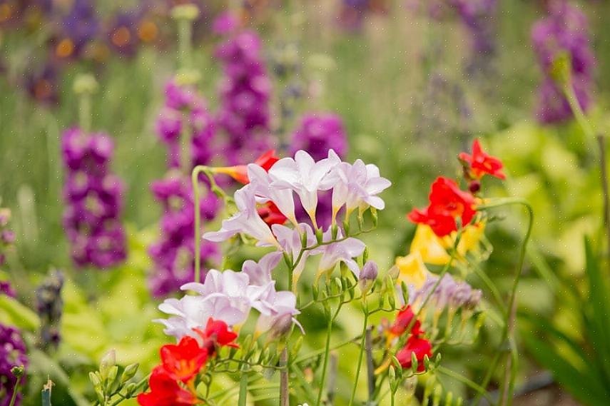 Les bulbes de freesia entrent dans leur phase de croissance active à l'automne