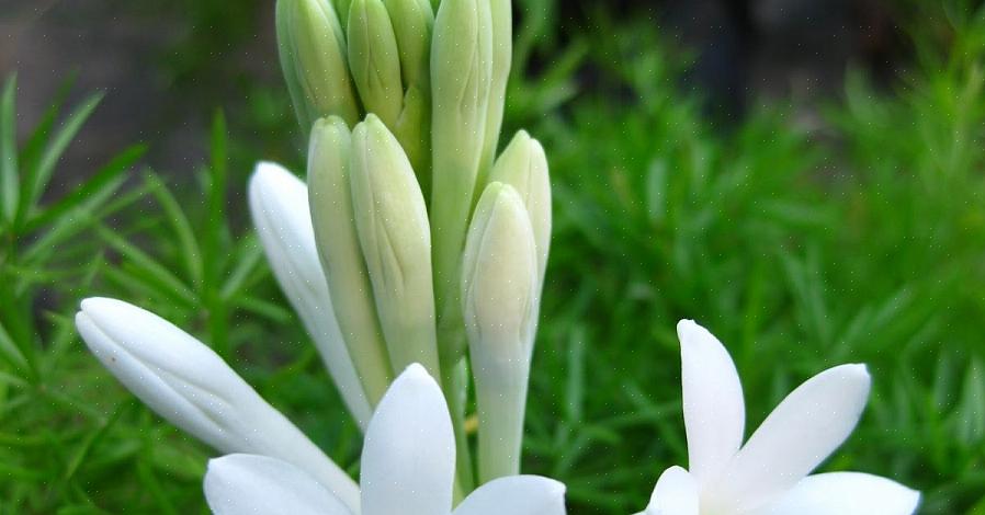 La famille de plantes Agavaceae comprend le genre Polianthes