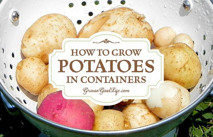 Il est possible de cultiver des pommes de terre dans n'importe quel grand conteneur