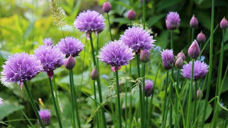 La ciboulette a une superbe fleur pourpre qui offre un régal culinaire qui deviendra un régal fantastique