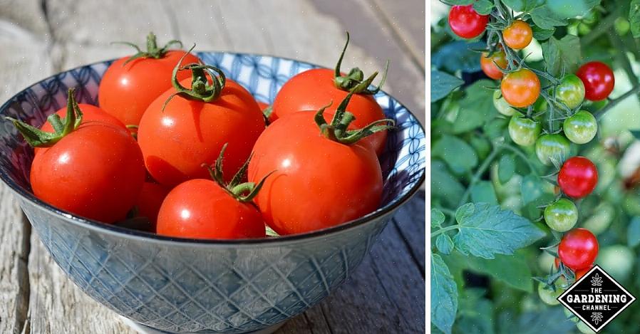 Les tomates mûriront sur ou hors de la vigne