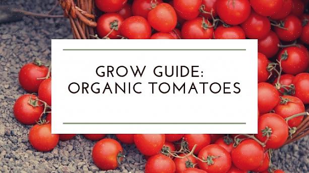 Les tomates sont une culture assez facile dans l'ensemble