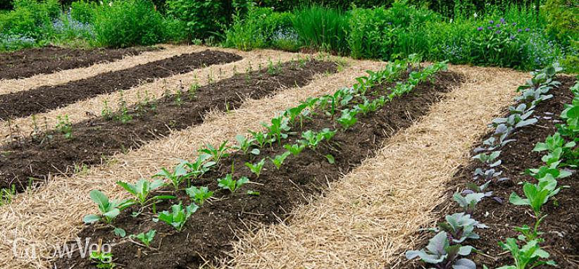 Vous avez deux options lors de la plantation de rangées larges