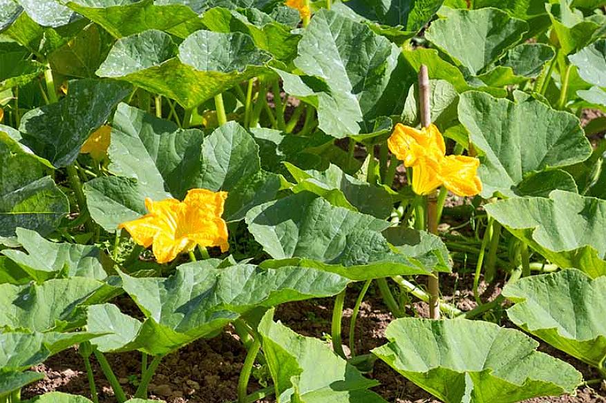 Élaguer vos vignes de courges une fois ne signifie pas qu'elles n'essaieront pas de faire pousser