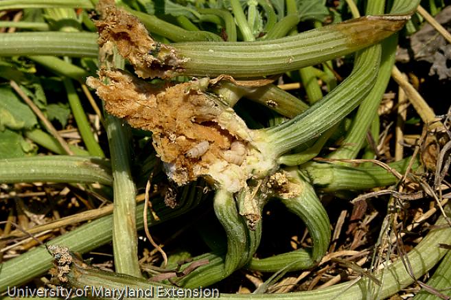 Le flétrissement n'est pas le seul signe qu'un foreur de la vigne de courge a attaqué votre plant de courge